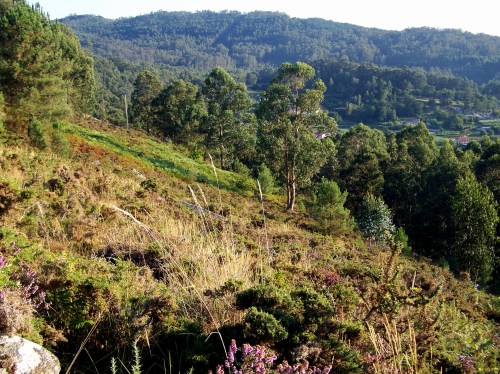 Vista do monte de San Xulián dende os petroglifos de Pinal de Caeiro.