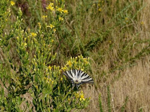 Iphiclides podalirius (chupaleites). Foto de Cándido Martínez.