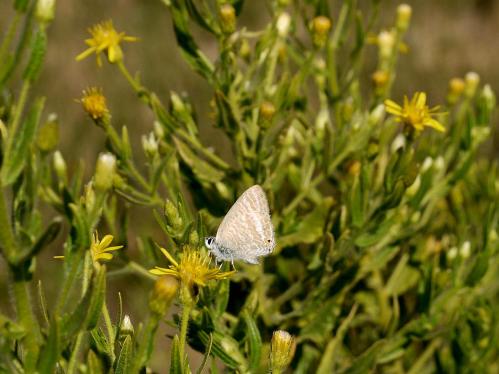 Lampides boeticus  (canela estriada). Foto de Cándido Martínez.