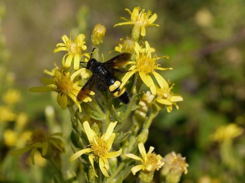 Scolia hirta. Foto de Cándido Martínez.