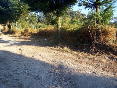 Pista forestal do Monte Pituco, desbrozada a semana pasada.