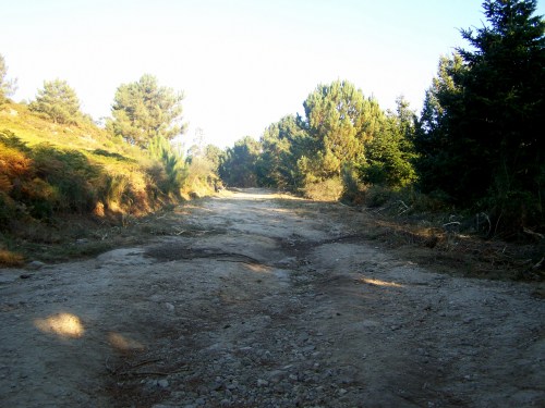 Pista forestal do Monte Pituco, desbrozada a semana pasada.