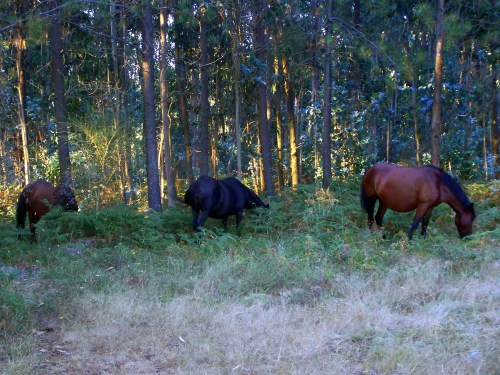 Grupo de cabalos pacendo no Pornedo.