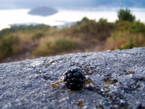 Haberá que esperar a outro ano para ter marmelada de amoras 'made in' Monte Pituco. 