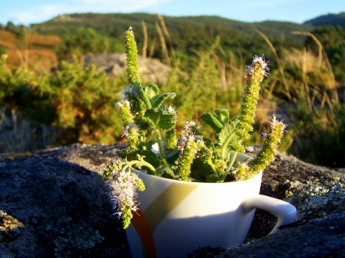 Relaxing cup of menta in the Monte Pituco.
