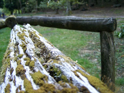 Os valados de madeira, en mal estado.