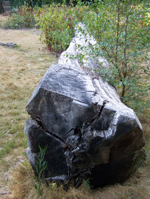 Árbores taladas, abandonadas en Castiñeiras.