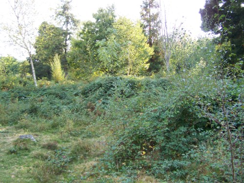 A maleza invade diversos espazos de Castiñeiras.