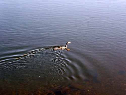 Corvo mariño no río Lérez.