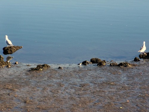 Un andarríos entre dúas gaivotas.