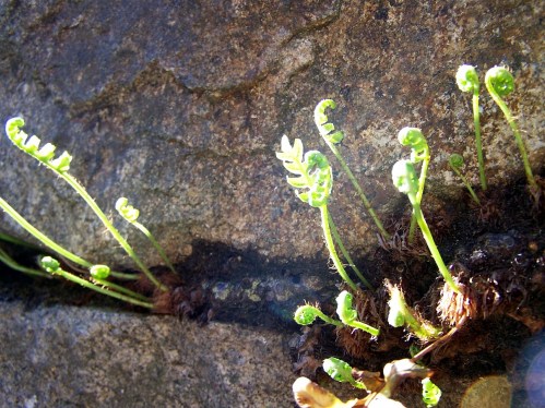 Unha andaina para fixarse nos fentos que medran nos valados e coñecer o seus sistema de reprodución.