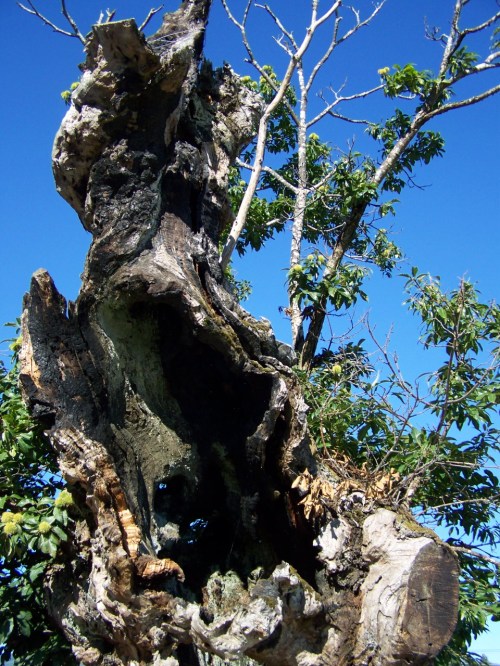 O efecto "sanador" do lume nos castiñeiros para curalos dos ataques dos fungos.
