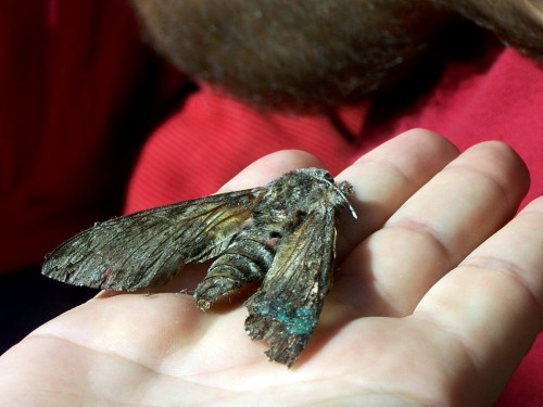 Restos dun exemplar de bolboreta "esfinxe"...