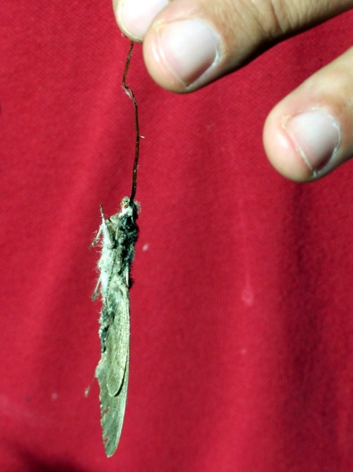 ...Coa súa enorme lingua.