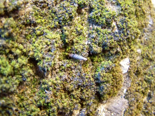 Entre os brións (murgos), viven varias especies de caracois diminutos.