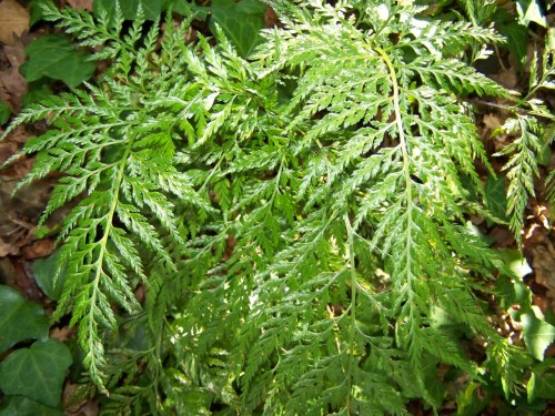 Unha das especies de fentos na ribeira do Lérez.