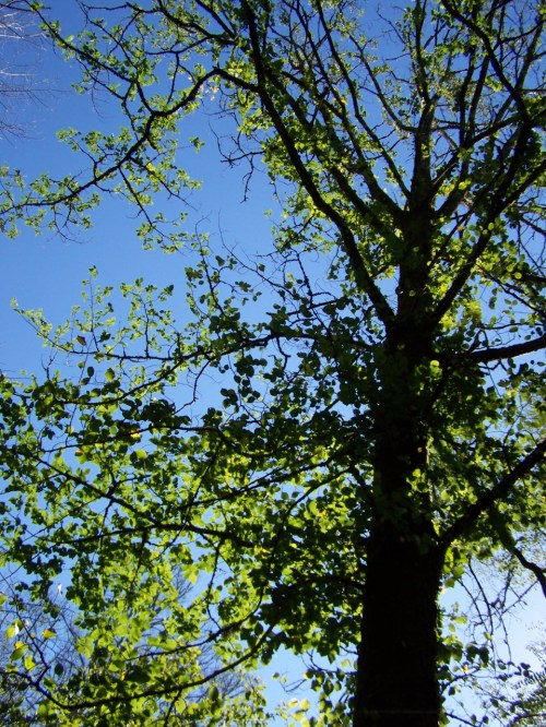 Olmeira, na ribeira do Lérez.