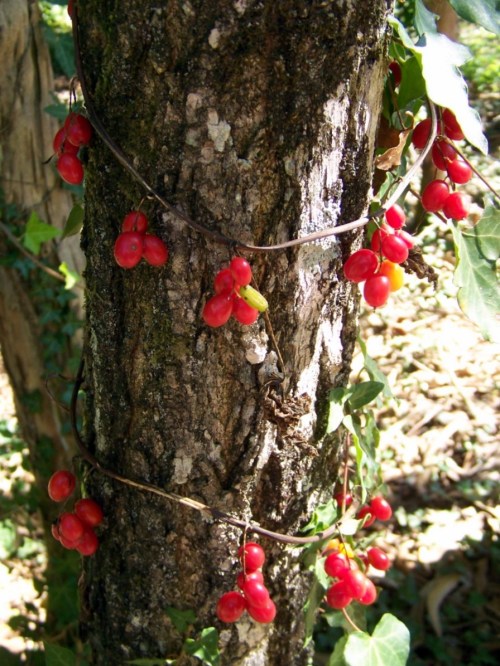 Flora a carón do río Lérez.