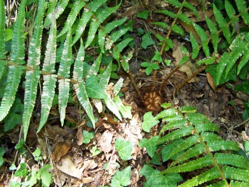 Así nacen os fentos.