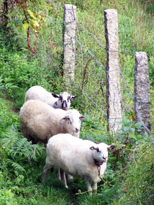 Espectadores ovinos en Birrete.