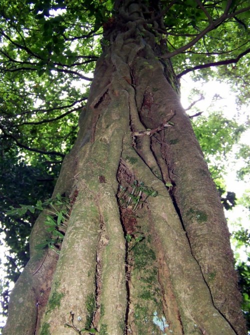 Na beira do río Batán.