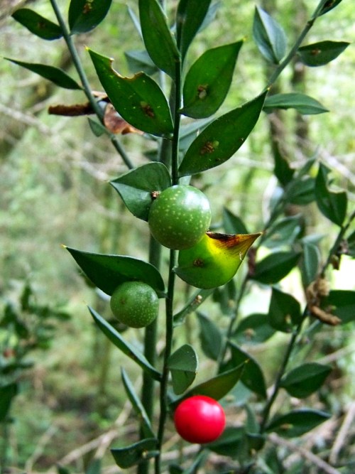 Na beira do río Batán.