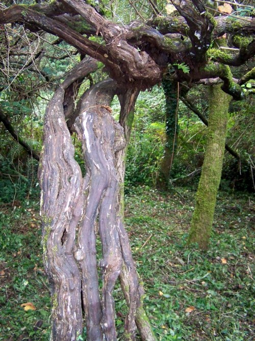 Cepa antiga no muíño do Firo.