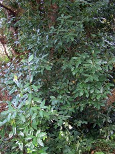 Loureiros na beira do río Batán.
