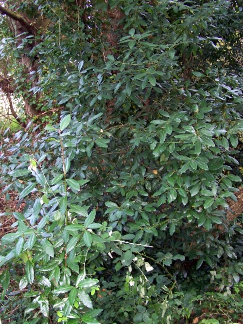 Loureiros na beira do río Batán.