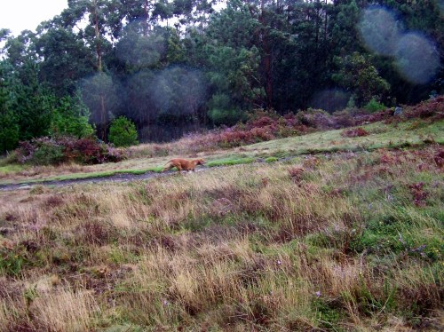As mandas de cans de caza volven correr polo Monte Pituco.