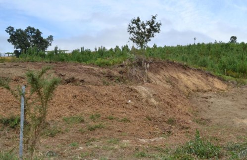 Mámoa danada en Cuntis (Foto, Diego Torres).