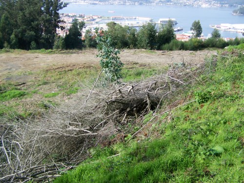As pólas da poda das árbores feita no verán seguen tiradas no terraplén.