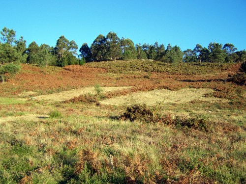 Vista do val do Pituco, coas "calvas" da recollida de fento e toxo.