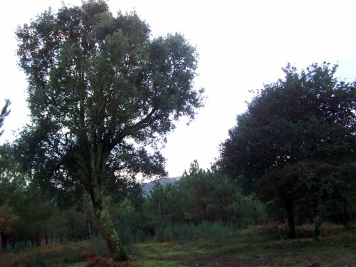 Sobreira, en novembro de 2013.