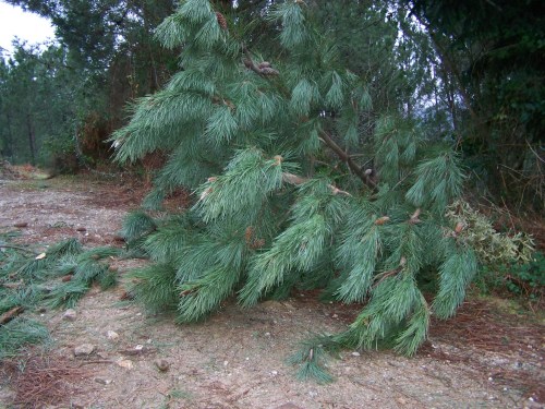 da pista forestal do Pituco