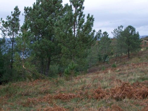 En pleno val do Pornedo máis dunha árbore resultou damnificada pola forza do vento.