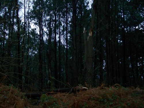 Tal foi a forza do ventoTal foi a intensidade do vento que tronzou árbores de certo grosor.