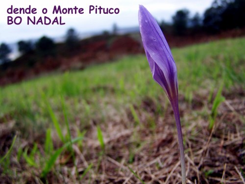 Dende o Monte Pituco, BO NADAL.