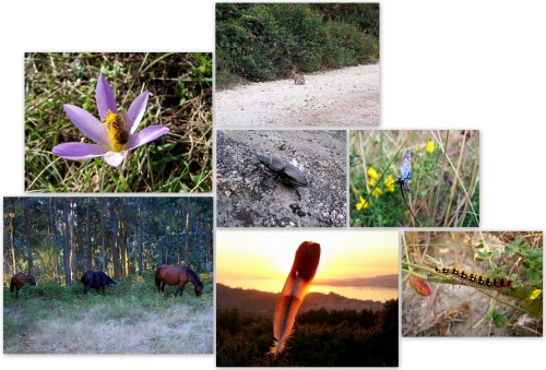 Fauna do Monte Pornedo.