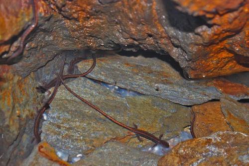 Saramagantas rabilongas criando no regato do Monte Pituco (foto de J.C.E.)