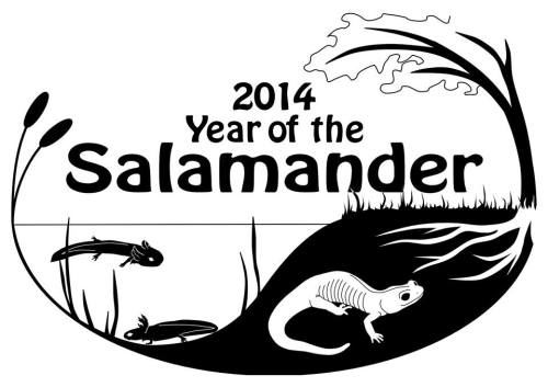 Year of the Salamander 2014.