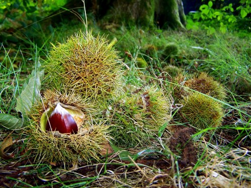 Castiñeiros no contorno da lagoa de Castiñeiras.