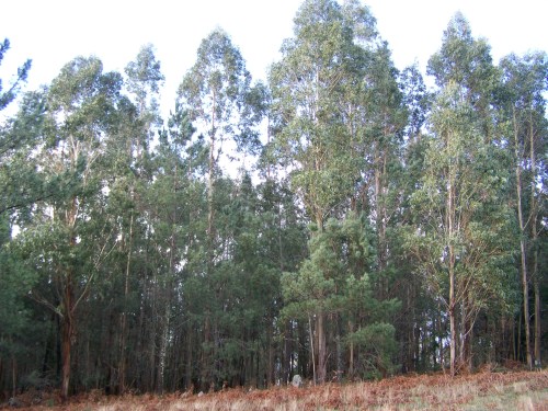 A maior parte da masa forestal da parroquia son eucaliptos.
