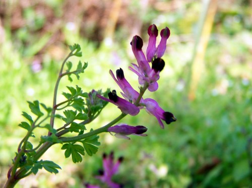 Polas veigas da Curxeira (febreiro 2014).