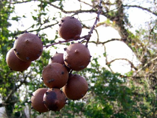 Polas veigas da Curxeira (febreiro 2014).