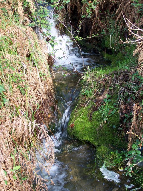 Polas veigas da Curxeira (febreiro 2014).