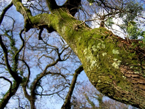 Polas veigas da Curxeira (febreiro 2014).