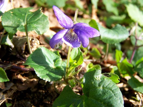 Polas veigas da Curxeira (febreiro 2014).