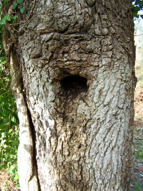 Polas veigas da Curxeira (febreiro 2014).