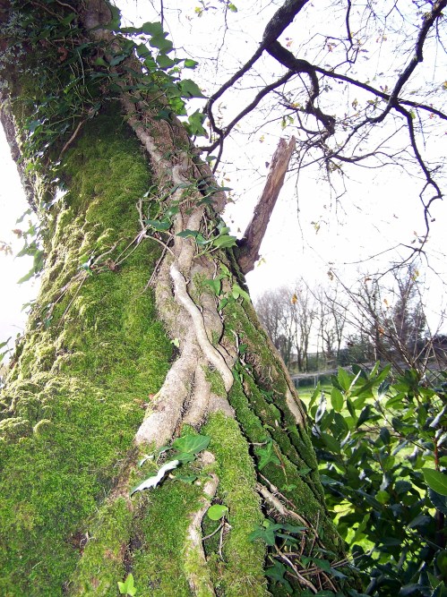 Polas veigas da Curxeira (febreiro 2014).